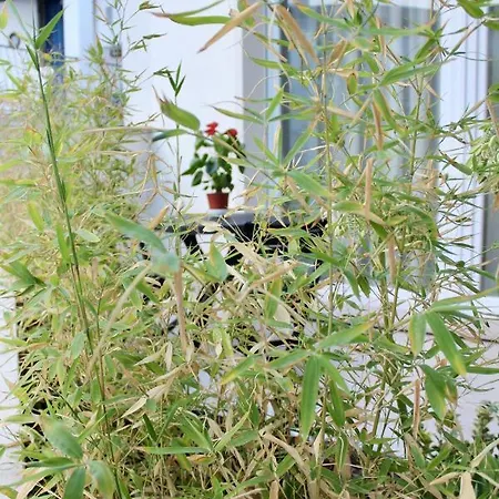 Salsedine E Girasoli Nocleg ze śniadaniem Civitanova Marche